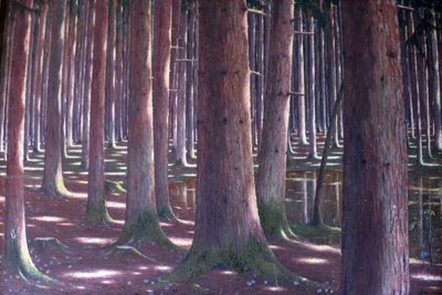 Smrkový les od Karl Lambrecht
