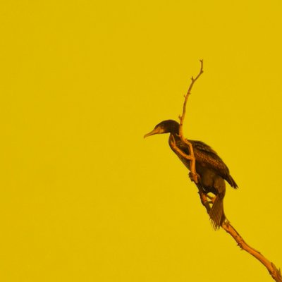 Hanging On (pohled vlevo) od Katha Wood