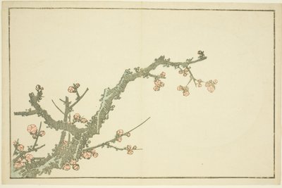 Kvetoucí švestka, z Obrázkové knihy realistických obrazů Hokusai (Hokusai shashin gafu) od Katsushika Hokusai