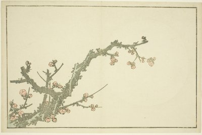 Kvetoucí švestka, z Hokusaiovy knihy realistických obrazů (Hokusai shashin gafu), asi 1814 (barevný dřevoryt (albový list)) od Katsushika Hokusai