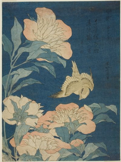Kanár a pivoňka (Canary, shakuyaku), z nepojmenované série květin a ptáků od Katsushika Hokusai