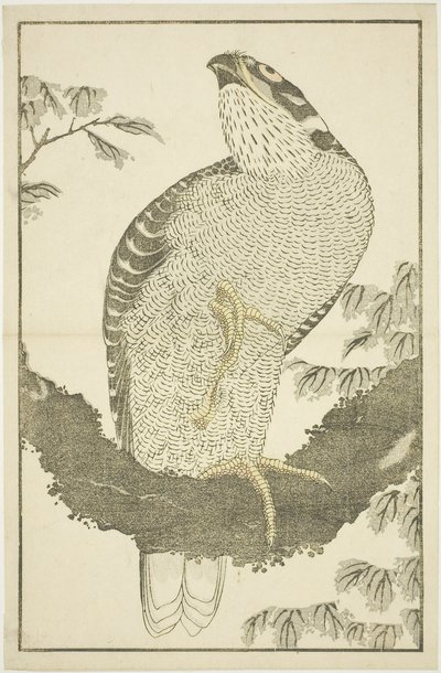 Hawk, z Obrázkové knihy realistických obrazů Hokusai (Hokusai shashin gafu) od Katsushika Hokusai