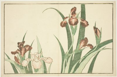 Iris, z Obrazové knihy realistických obrazů Hokusai (Hokusai shashin gafu) od Katsushika Hokusai