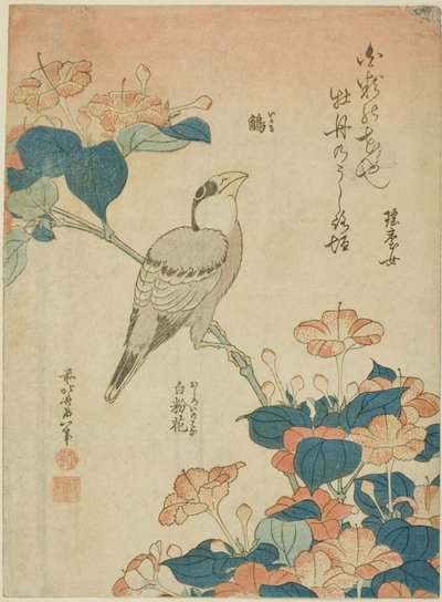 Japonský Grosbeak a Marvel of Peru (Ikaru, oshiroi no hana), z nepojmenované série květin a ptáků od Katsushika Hokusai