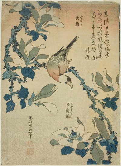 Paddy Bird a Magnolia Flowers (Buncho, kobushi no hana), z nepojmenované série květin a ptáků od Katsushika Hokusai