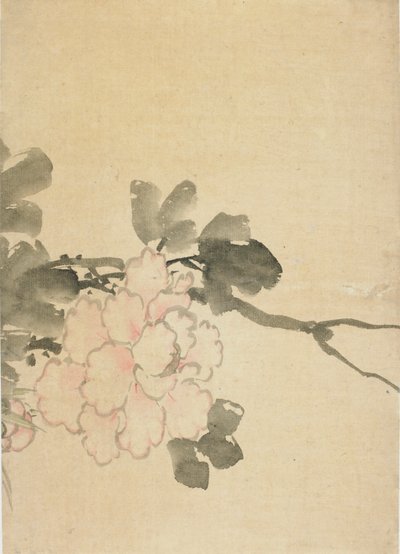 Pivoňka, konec 18.-začátek 19. století. od Katsushika Hokusai