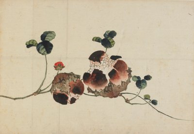 Granátová jablka, konec 18.-začátek 19. století. od Katsushika Hokusai