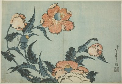 Vlčí máky, z nepojmenované série květin od Katsushika Hokusai