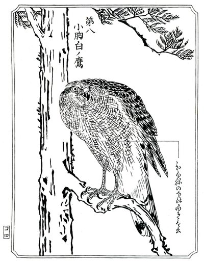 Jestřáb, 1898. od Kawanabe Kyosai