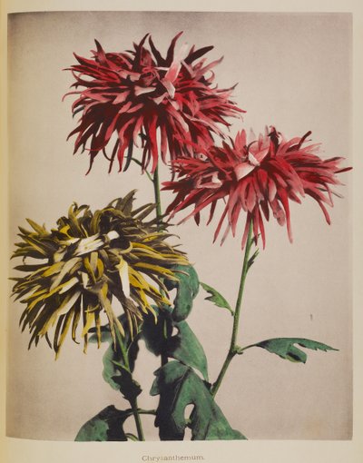 Chryzantéma od Kazumasa Ogawa