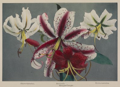 Lily od Kazumasa Ogawa