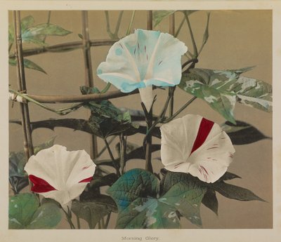 Morning Glory od Kazumasa Ogawa