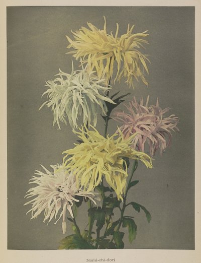 Nami-chi-dori od Kazumasa Ogawa