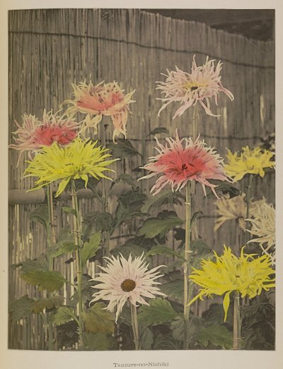 Tsuzure-no-Nishiki od Kazumasa Ogawa