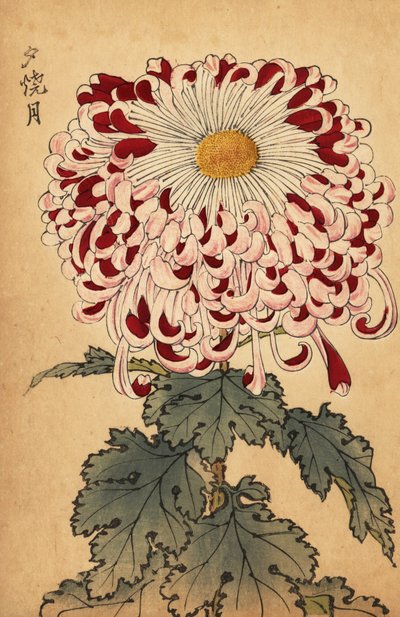 Hybridní karmínová a bílá lžička chryzantéma., 1893 (rytina) od Keika Hasegawa