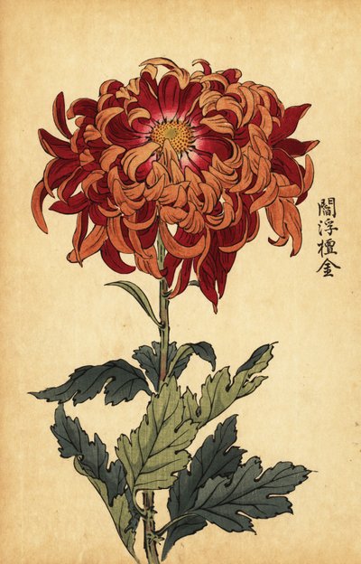 Hybridní oranžová a karmínová chryzantéma., 1893 (rytina) od Keika Hasegawa