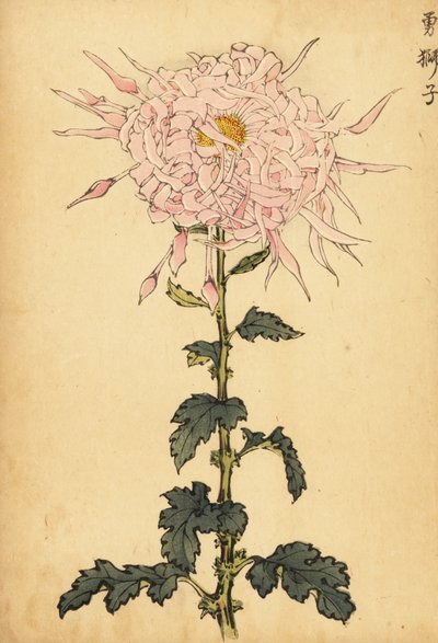 Hybridní růžová pavoučí chryzantéma., 1893 (rytina) od Keika Hasegawa