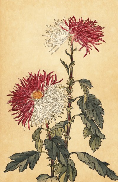 Hybridní fialová a bílá brková chryzantéma.,1893 (rytina) od Keika Hasegawa