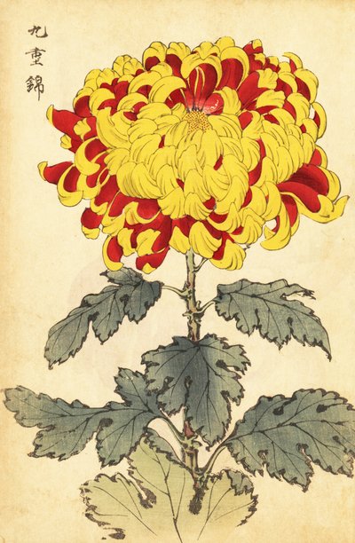 Hybridní šarlatová a žlutá chryzantéma., 1893 (rytina) od Keika Hasegawa