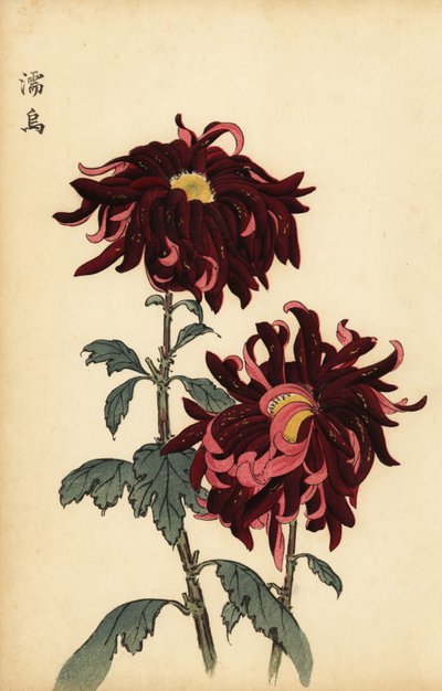 Hybridní pestrá karmínová a růžová chryzantéma., 1893 (rytina) od Keika Hasegawa