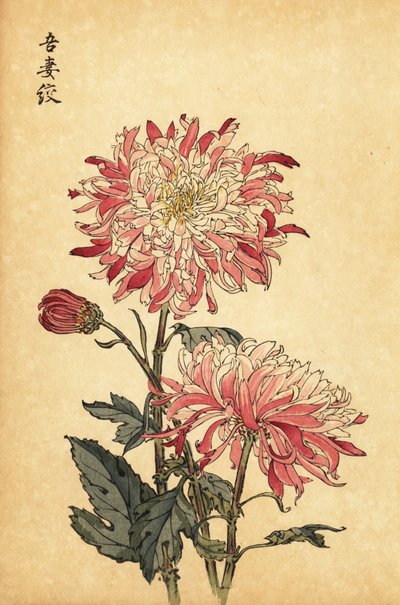 Hybridní pestrá bílá a růžová chryzantéma.,1893 (rytina) od Keika Hasegawa