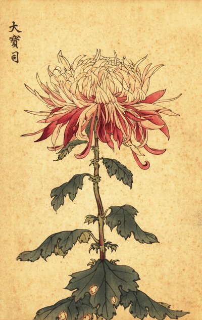 Hybridní bílá a karmínová lžička chryzantéma., 1893 (rytina) od Keika Hasegawa
