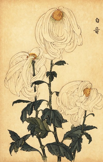 Hybridní bílá chryzantéma.,1893 (rytina) od Keika Hasegawa