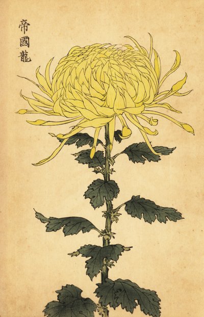 Hybridní žlutá chryzantéma., 1893 (rytina) od Keika Hasegawa