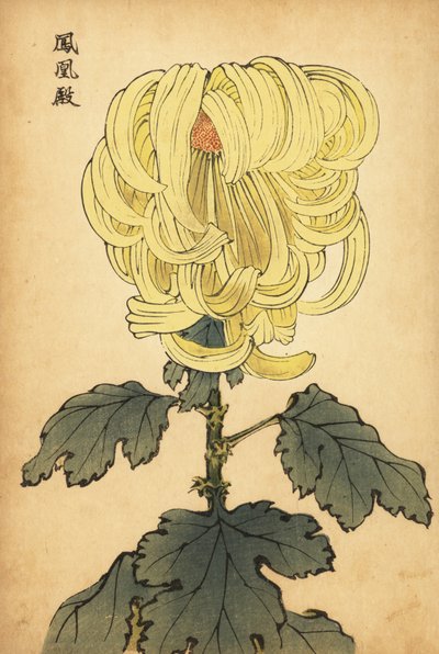 Hybridní žlutá incurve chryzantéma., 1893 (rytina) od Keika Hasegawa