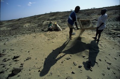 Allia Bay, Keňa; Turkana; Sifting for fossils, Alan Walker, Pennsylvania State Unive... od Kenneth Garrett