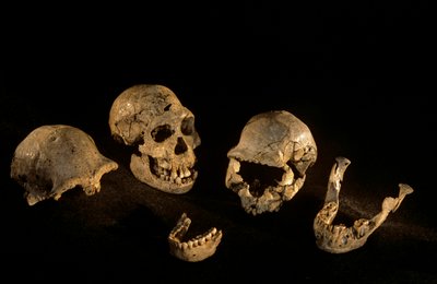Lebky a čelisti z Dmanisi, Dmanisi, Gruzie Homo Erectus site od Kenneth Garrett