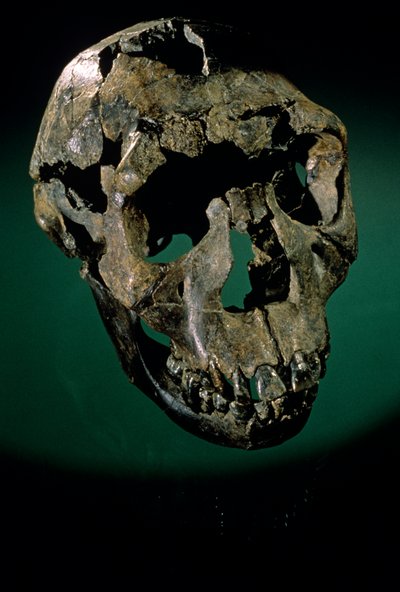Turkana Boy, Keňa, West Turkana, Lake Turkana, KNMER-WT15000, H. erectus, Nariokotome..., 2008 (foto) od Kenneth Garrett