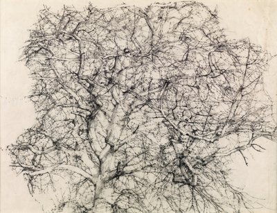 Studie stromu (tužka) od Kenneth Newton
