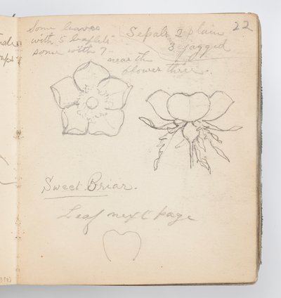 Strana skicáře: Sweet Briar od Kenyon Cox