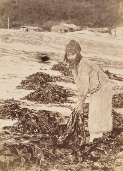 Žena Ainu sklízející mořské řasy, cca 1900 (stříbrný tisk alba) od Kenzô Tamoto