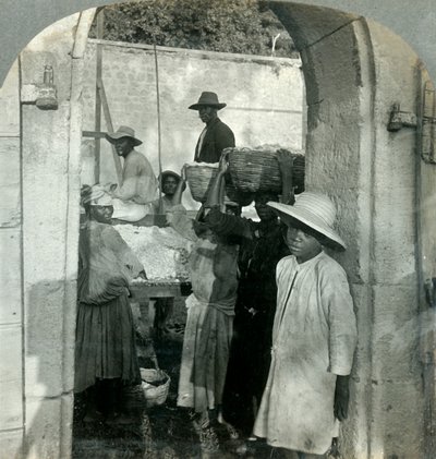 Kakao čerstvé z lusků, Dominika, B.W.I., 1893. od Keystone View Company