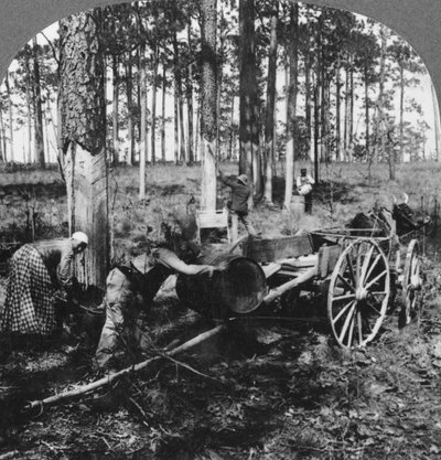 Ve velkém borovém lese, sběr terpentýnu, Severní Karolína, USA, konec 19. nebo začátek 20. století od Keystone View Company