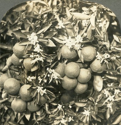 Pomerančové květy a zralé pomeranče rostoucí na stejném stromě, Kalifornie, c1900. od Keystone View Company