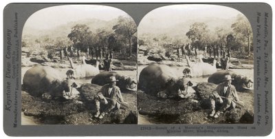 Výsledek ranního lovu hrochů na řece Mlembo, Rhodesie, Afrika, 1910 od Keystone View Company