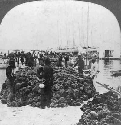 Sponge market, Key West Harbour, Florida, USA, c1900 od Keystone View Company