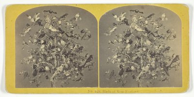 Birds of New England, 185575. Tvůrci: Kilburn Brothers, BW Kilburn. od Kilburn Brothers, BW Kilburn