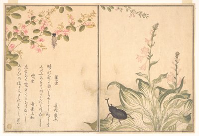  od Kitagawa Utamaro
