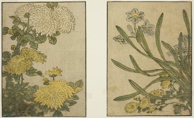 Chryzantéma a narcis, z ilustrované knihy "Obrázková kniha: Květiny čtyř ročních období (Ehon shiki no hana)," sv. 2 od Kitagawa Utamaro