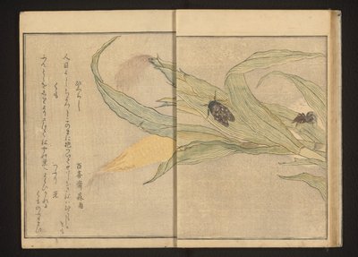 Cikáda a pavouk na kukuřici od Kitagawa Utamaro