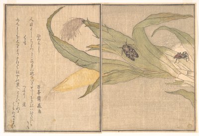  od Kitagawa Utamaro