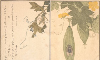 G Rashopper kobylka, Shikada semi. .. .. , 1788. od Kitagawa Utamaro