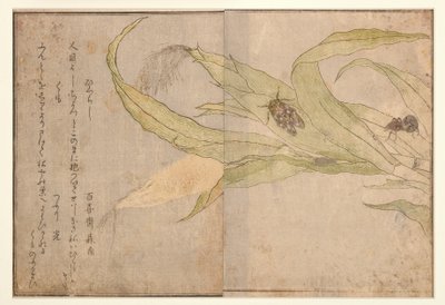 Higurashi a pavouk, 1788 (dřevěný blok) od Kitagawa Utamaro