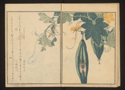 Katydid a cikáda na tykvi od Kitagawa Utamaro