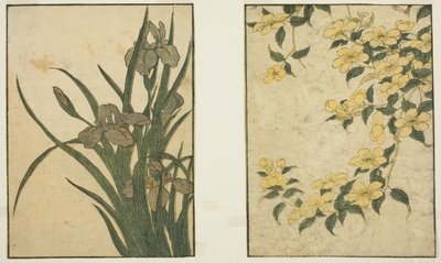 Kerria a Iris, z ilustrované knihy "Picture Book: Flowers of the Four Seasons (Ehon shiki no hana)," sv. 1 od Kitagawa Utamaro