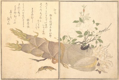 Krtonožka Kera, Earwig, Hasami-mushi..., 1788. od Kitagawa Utamaro